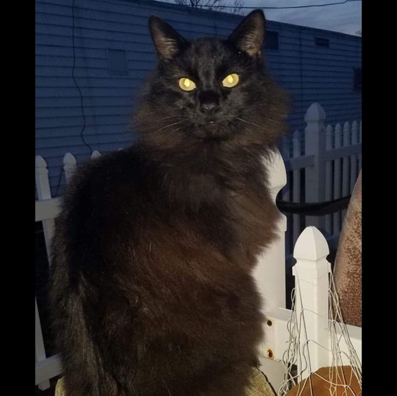 Not 4 Sale - Picture 4 of 7